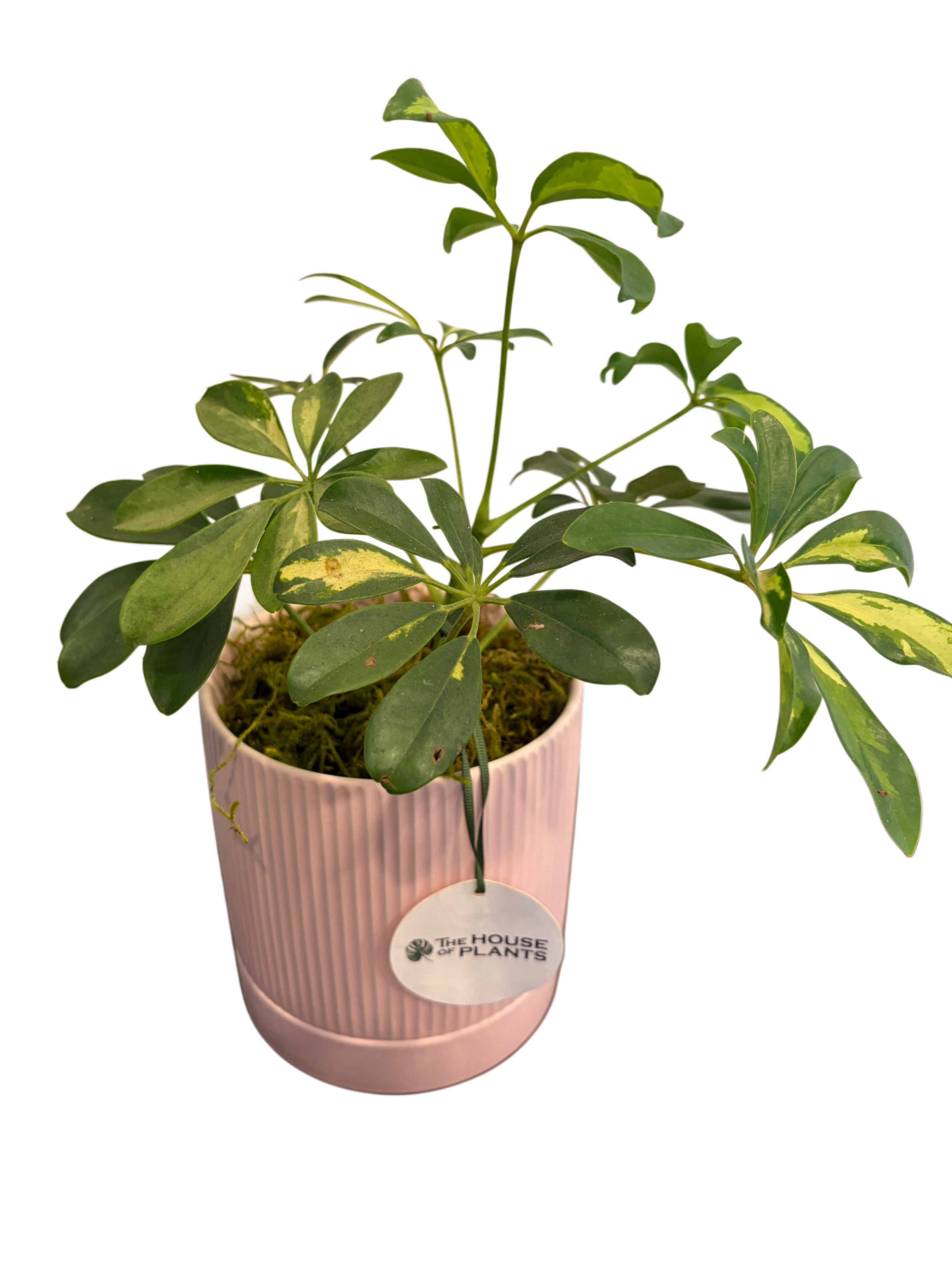 Schefflera