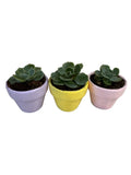 Plant Bebe-TRIO