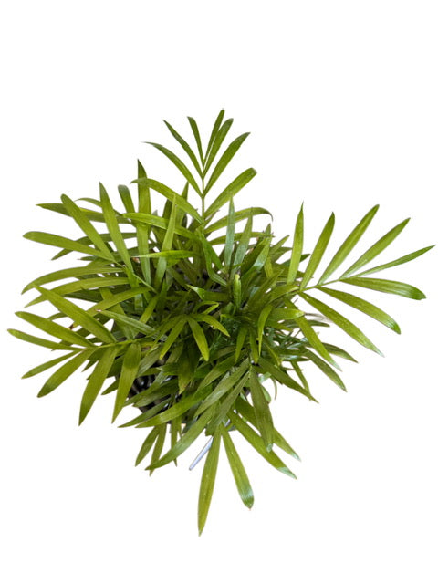 Bella Palm + Omaykey Black Pot