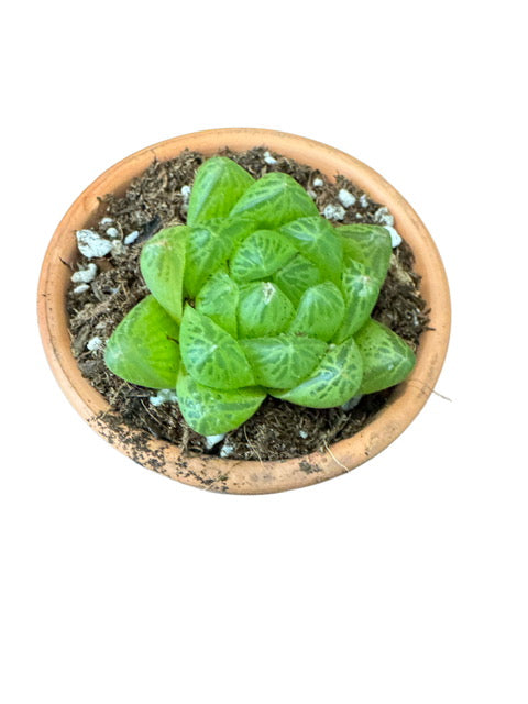 Haworthia Obtusa