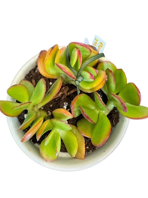 Jade GOOD LUCK Plant + Le Tauci Pot