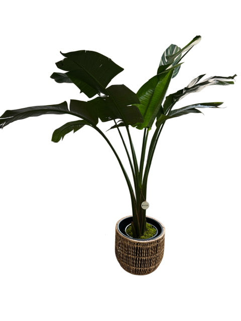 Banana Tree + Basket Weave