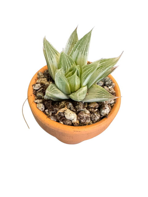 Variegated Grey Ghost Haworthia (rare)