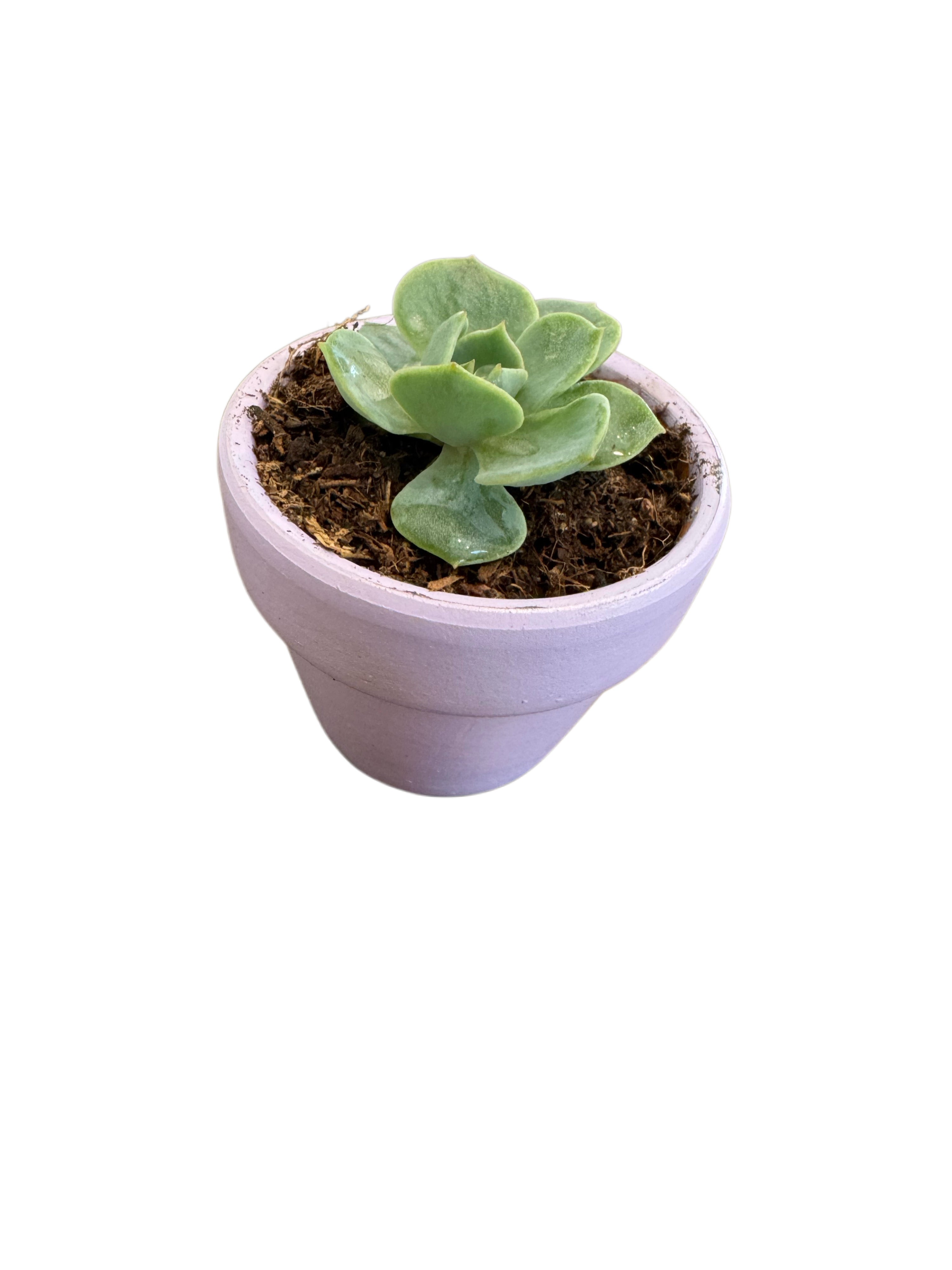 Plant Bebe-LILAC