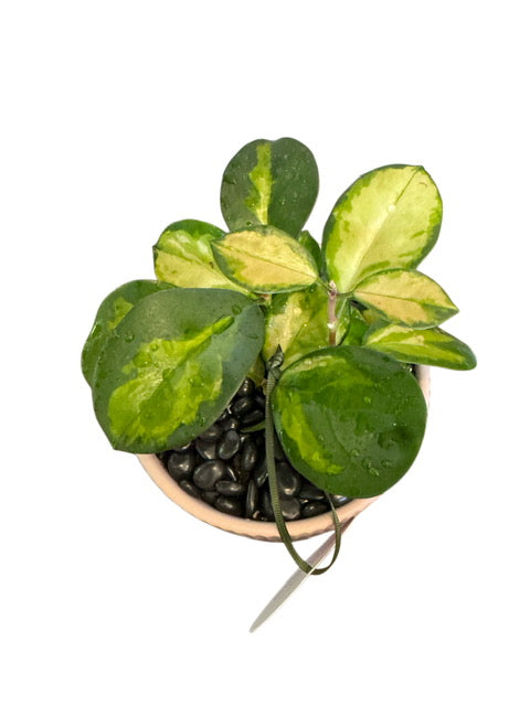 Hoya Carnosa + Pink LaDoVita