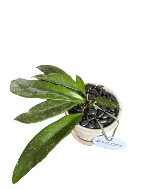 Hoya Carnosa + Le Tauci Pot