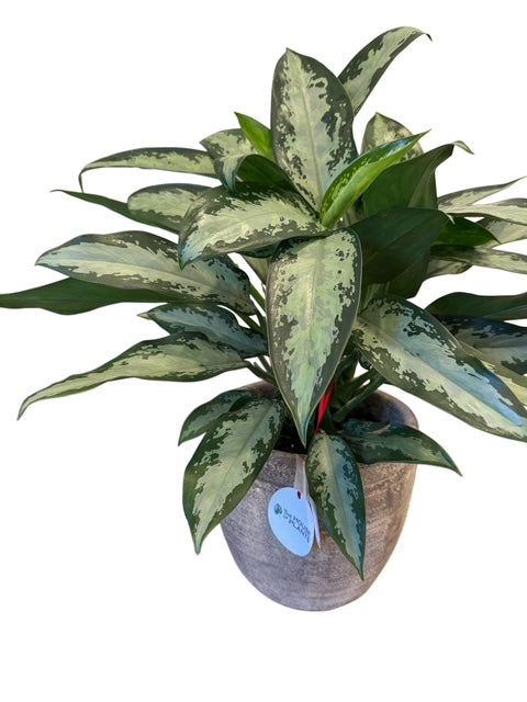 Aglaonema +Italian Pottery