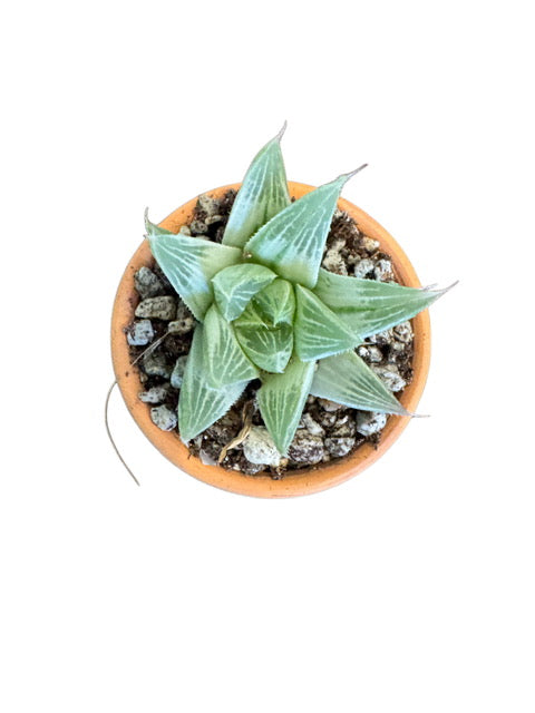 Variegated Grey Ghost Haworthia (rare)