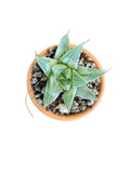 Variegated Grey Ghost Haworthia (rare)