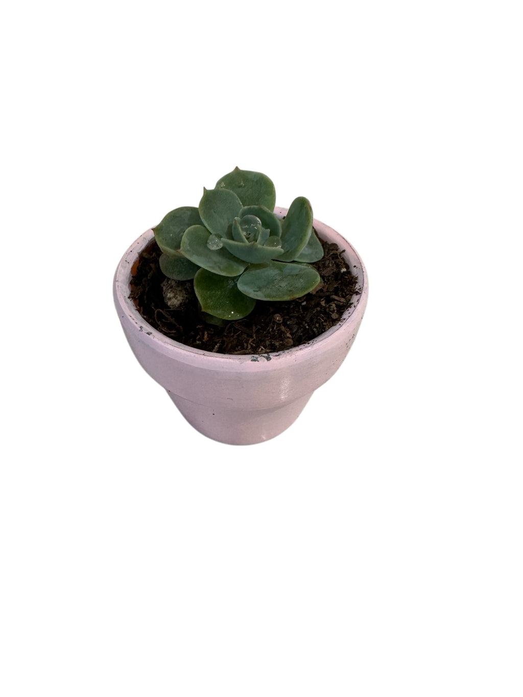 Plant Bebe-PINK
