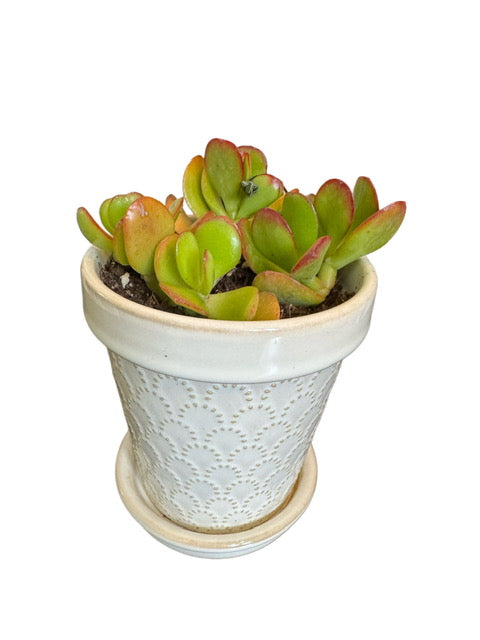Jade GOOD LUCK Plant + Le Tauci Pot