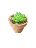 Haworthia Obtusa