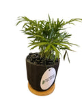 Bella Palm + Omaykey Black Pot