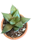 Fat Albert Haworthia (rare)