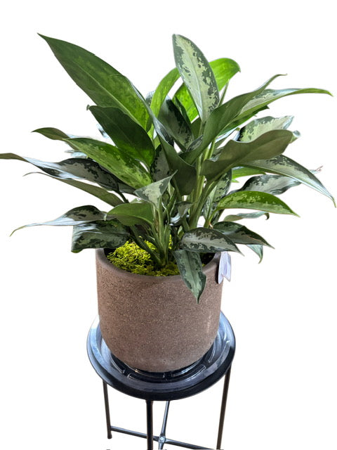 Jubilee + Brown Concrete Pot