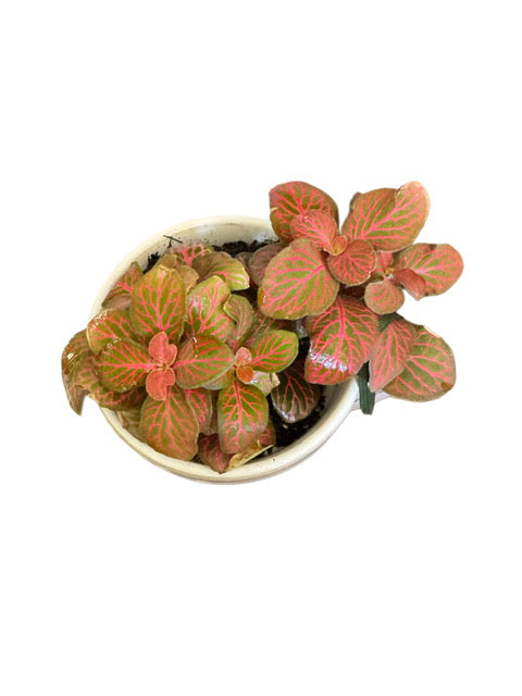 Fittonia PINK + Le Tauci Pot