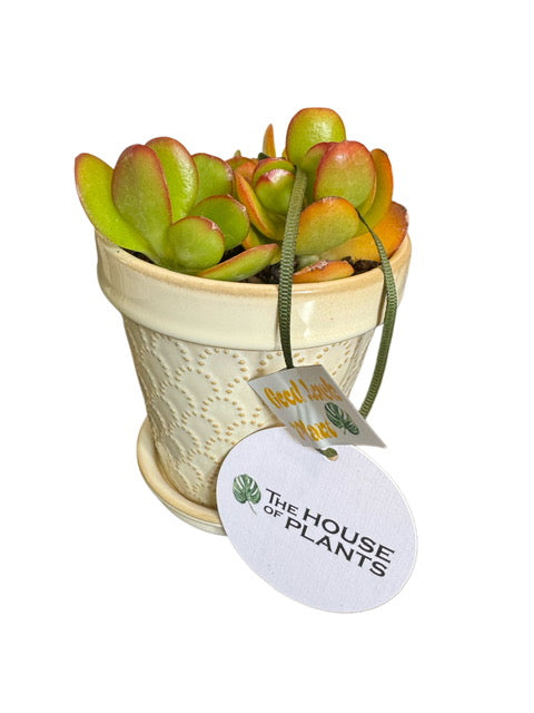 Jade GOOD LUCK Plant + Le Tauci Pot