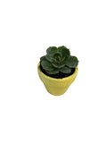 Plant Bebe-YELLOW