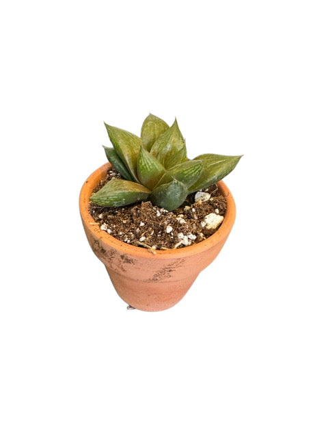 Fat Albert Haworthia (rare)