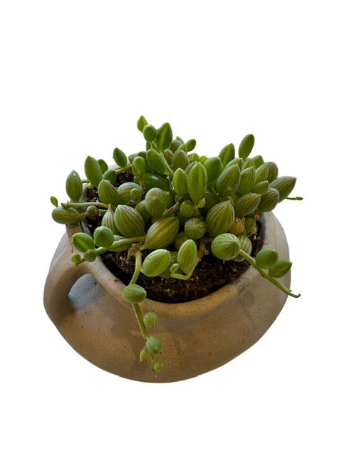 String of Watermelon + Arhaus Vessel