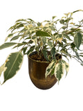 Variegated Ficus Benjamin + Gold Pot