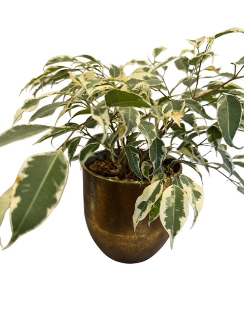 Variegated Ficus Benjamin + Gold Pot