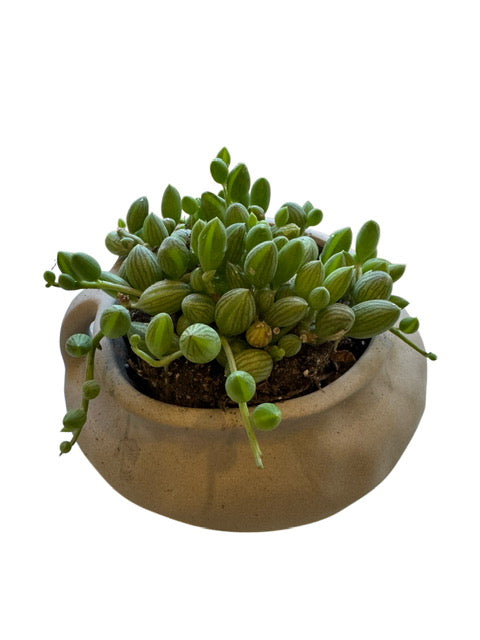 String of Watermelon + Arhaus Vessel