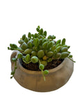 String of Watermelon + Arhaus Vessel