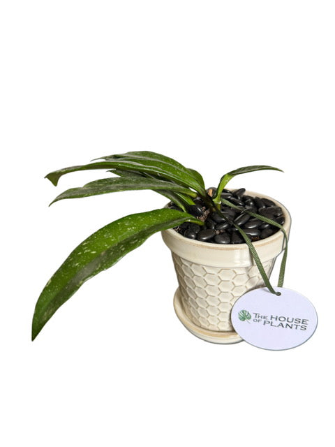 Hoya Carnosa + Le Tauci Pot