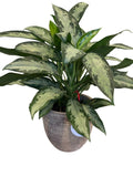 Aglaonema +Italian Pottery