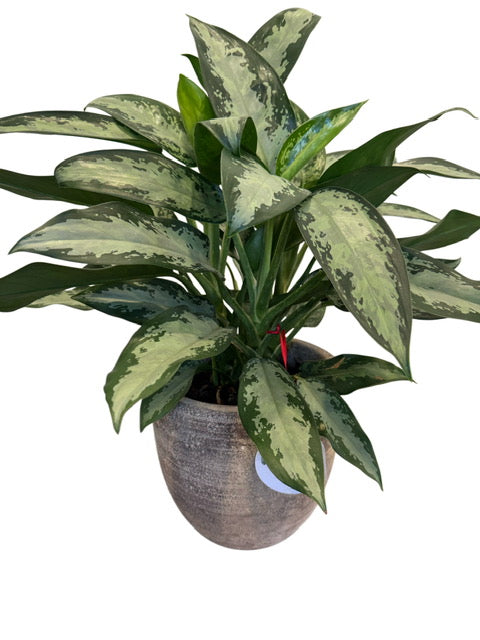 Aglaonema +Italian Pottery